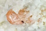 Peach Stilbite Crystals on Sparkling Quartz Chalcedony - India #168757-1